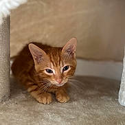 Simba Et Tigrou participe au concours pour gagner de l'argent avec cette photo : kitten, cat, orange_tabby, pet, animal, indoor, cozy, carpeted, cat_condo, furry, cute, small, curious, resting, whiskers, ears, paws, young, feline, soft