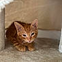 kitten, cat, orange_tabby, pet, animal, indoor, cozy, carpeted, cat_condo, furry, cute, small, curious, resting, whiskers, ears, paws, young, feline, soft