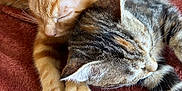 Simba Et Tigrou a rejoint le concours — aidez-le/la à gagner de superbes lots ! cat, kitten, sleeping, snuggling, fur, paw, closeup, domestic_animal, pet, cute, resting, tabby, ginger_cat, feline, animal, soft_texture, blanket, indoor, companion, peaceful