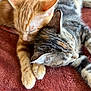 cat, kitten, sleeping, snuggling, fur, paw, closeup, domestic_animal, pet, cute, resting, tabby, ginger_cat, feline, animal, soft_texture, blanket, indoor, companion, peaceful