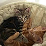 Simba Et Tigrou participe au concours pour gagner de l'argent avec cette photo : kitten, cat, tabby, ginger_cat, pet, animal, snuggling, cozy, bed, plush, fur, cute, sleepy, resting, domestic_cat, whiskers, ears, paws, indoor, soft