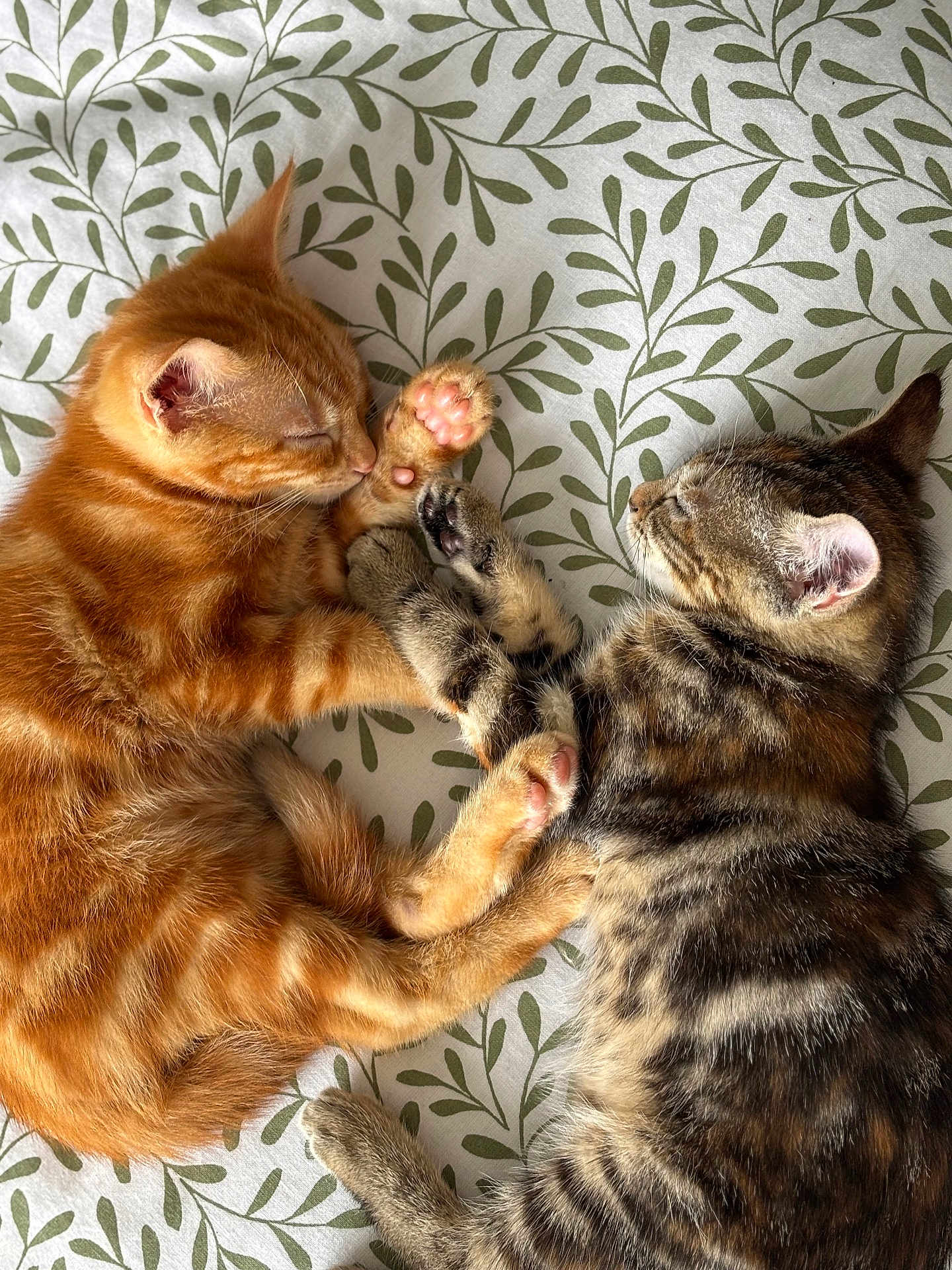 Simba Et Tigrou participe au concours pour gagner de l'argent avec cette photo : cat, kitten, sleeping, orange_cat, tabby_cat, paw, fur, cute, pets, animal, friendship, resting, indoors, blanket, pattern, closeup, adorable, peaceful, cozy, feline