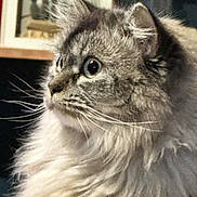 Smidgen is registered to the contest to win money with this photo: animal, cat, closeup, cozy, curious, cute, domestic, eyes, feline, fluffy, fur, gray, household, indoor, mammal, pet, portrait, side_view, soft, whiskers