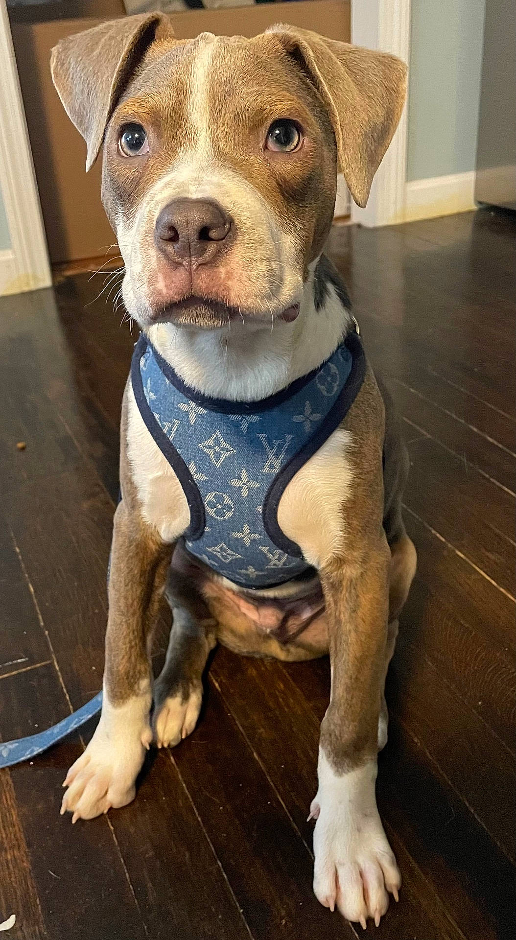 Odin is registered to the contest to win money with this photo: accessories, animal, boxer, bulldog, canine, dog, frenchbulldog, hardwood, hound, indoors, interiordesign, labradorretriever, pet, pitbull, puppy, snout, stainedwood, strap, text, wood