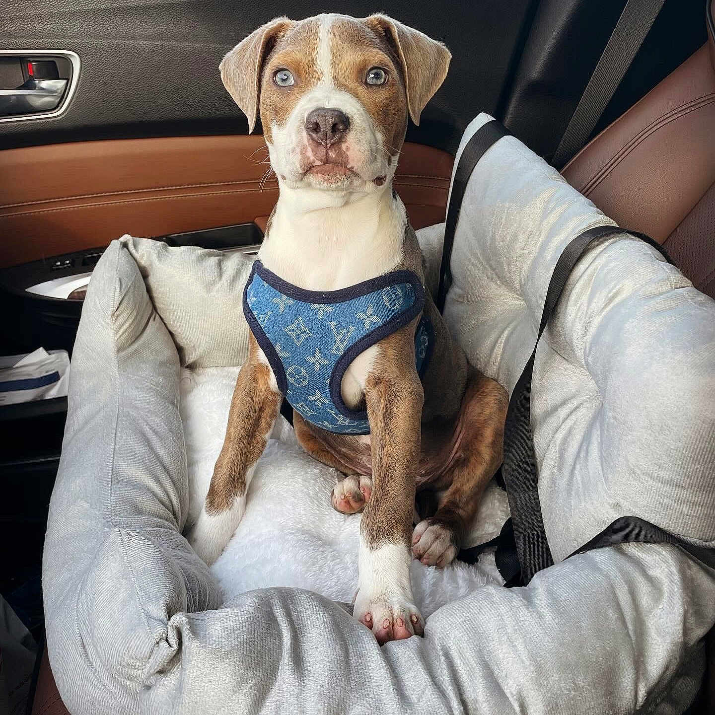 Odin joined the competition — help win amazing prizes! animal, canine, car, car_interior, carseat, cushion, dog, dogbed, homedecor, hound, pet, pointer, puppy, transportation, vehicle