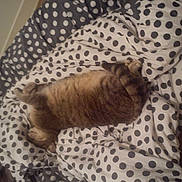 Gaston participe au concours pour gagner de l'argent avec cette photo :