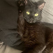 Saiko participe au concours pour gagner de l'argent avec cette photo : abyssinian, animal, armchair, blackcat, blanket, cat, chair, couch, cushion, furniture, homedecor, kitten, manx, pet, siamese