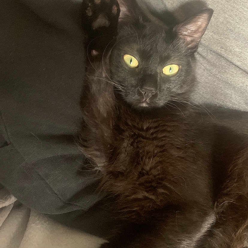 Saiko participe au concours pour gagner de l'argent avec cette photo : abyssinian, animal, armchair, blackcat, blanket, cat, chair, couch, cushion, furniture, homedecor, kitten, manx, pet, siamese