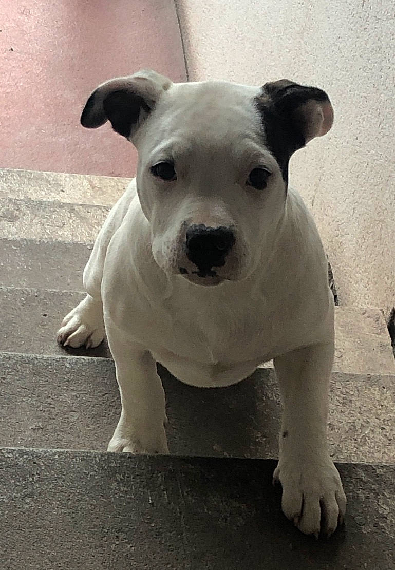 Marley a rejoint le concours — aidez-le/la à gagner de superbes lots ! american_staffordshire_terrier, bull_and_terrier, canidae, carnivore, companion_dog, dog, dog_breed, dogo_guatemalteco, fawn, jack_russell_terrier, mammal, non_sporting_group, pit_bull, puppy, rare_breed_dog, snout, staffordshire_bull_terrier, vertebrate, white