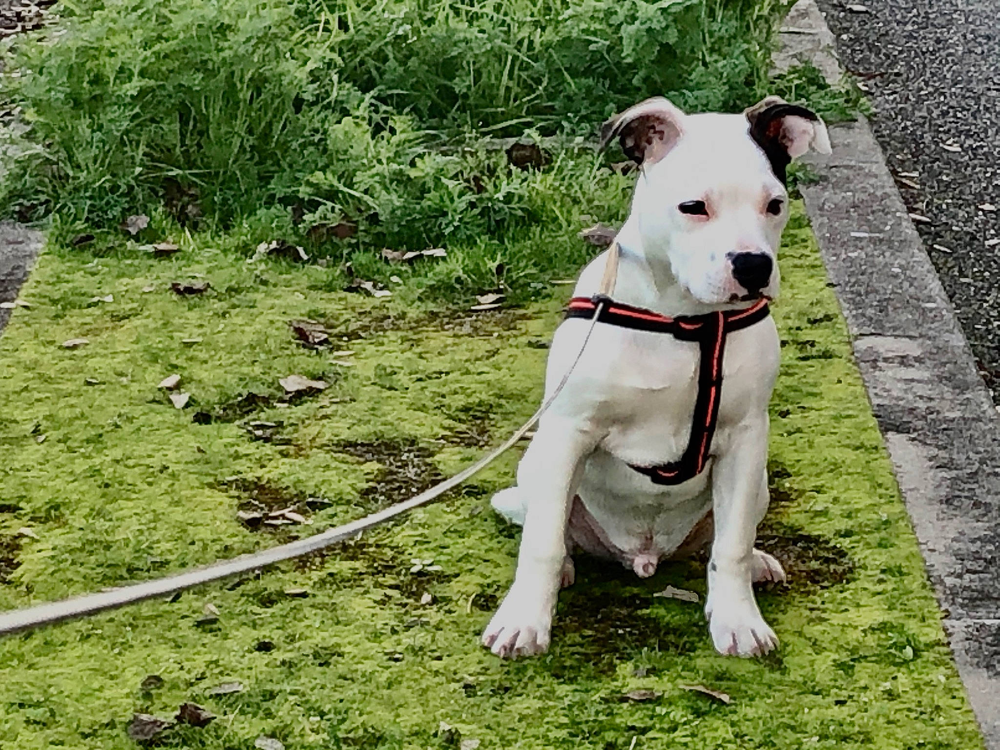 Marley participe au concours pour gagner de l'argent avec cette photo : american_pit_bull_terrier, american_staffordshire_terrier, bull_and_terrier, canidae, carnivore, companion_dog, dog, dog_breed, dog_collar, dogo_argentino, fawn, grass, leash, mammal, non_sporting_group, old_english_terrier, pit_bull, plant, rare_breed_dog, vertebrate
