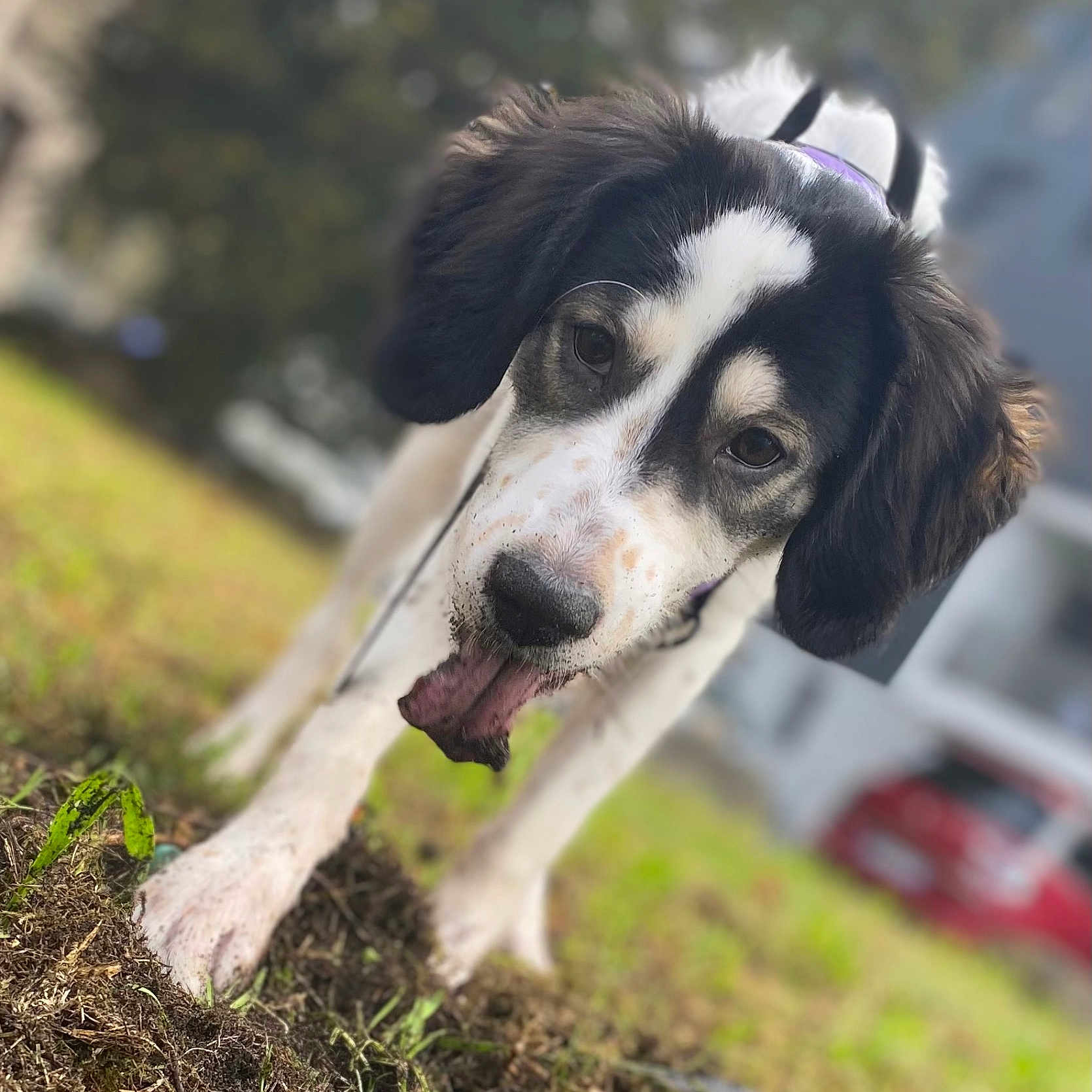 Vahiana participe au concours pour gagner de l'argent avec cette photo : animal, ball, bodypart, canine, cockerspaniel, dog, football, grass, hound, husky, mouth, person, pet, plant, pointer, puppy, snout, soccer, walkingdog, whitedog