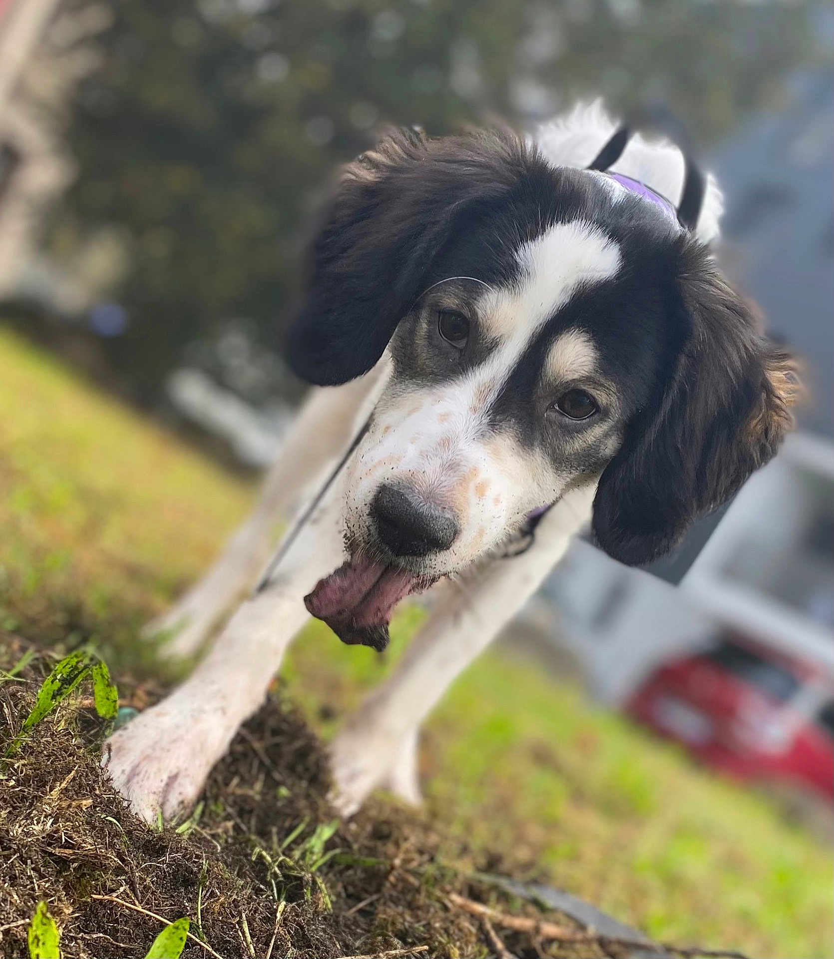 Vahiana participe au concours pour gagner de l'argent avec cette photo : animal, ball, bodypart, canine, cockerspaniel, dog, football, grass, hound, husky, mouth, person, pet, plant, pointer, puppy, snout, soccer, walkingdog, whitedog