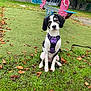 Vahiana a rejoint le concours — aidez-le/la à gagner de superbes lots ! accessories, animal, architecture, building, canine, dog, face, grass, head, nature, outdoors, park, person, pet, photography, plant, portrait, puppy, shelter, strap