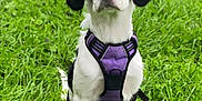 Vahiana a rejoint le concours — aidez-le/la à gagner de superbes lots ! accessories, animal, backyard, canine, dog, field, grass, grassland, green, harness, herbal, herbs, hound, lawn, nature, outdoors, pet, plant, puppy, strap