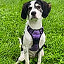 accessories, animal, backyard, canine, dog, field, grass, grassland, green, harness, herbal, herbs, hound, lawn, nature, outdoors, pet, plant, puppy, strap