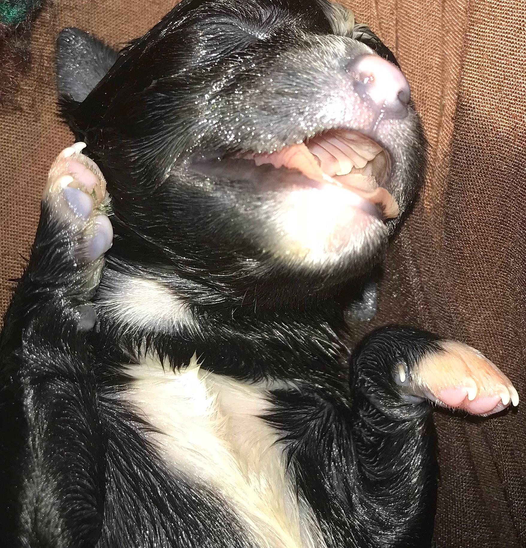 Olly Aka Sweet Pea joined the competition — help win amazing prizes! canidae, carnivore, claw, companion_dog, dog_breed, eye, foot, fur, head, livestock, natural_material, paw, snout, sporting_group, suidae, sun_bear, terrestrial_animal, whiskers, wildlife, working_animal