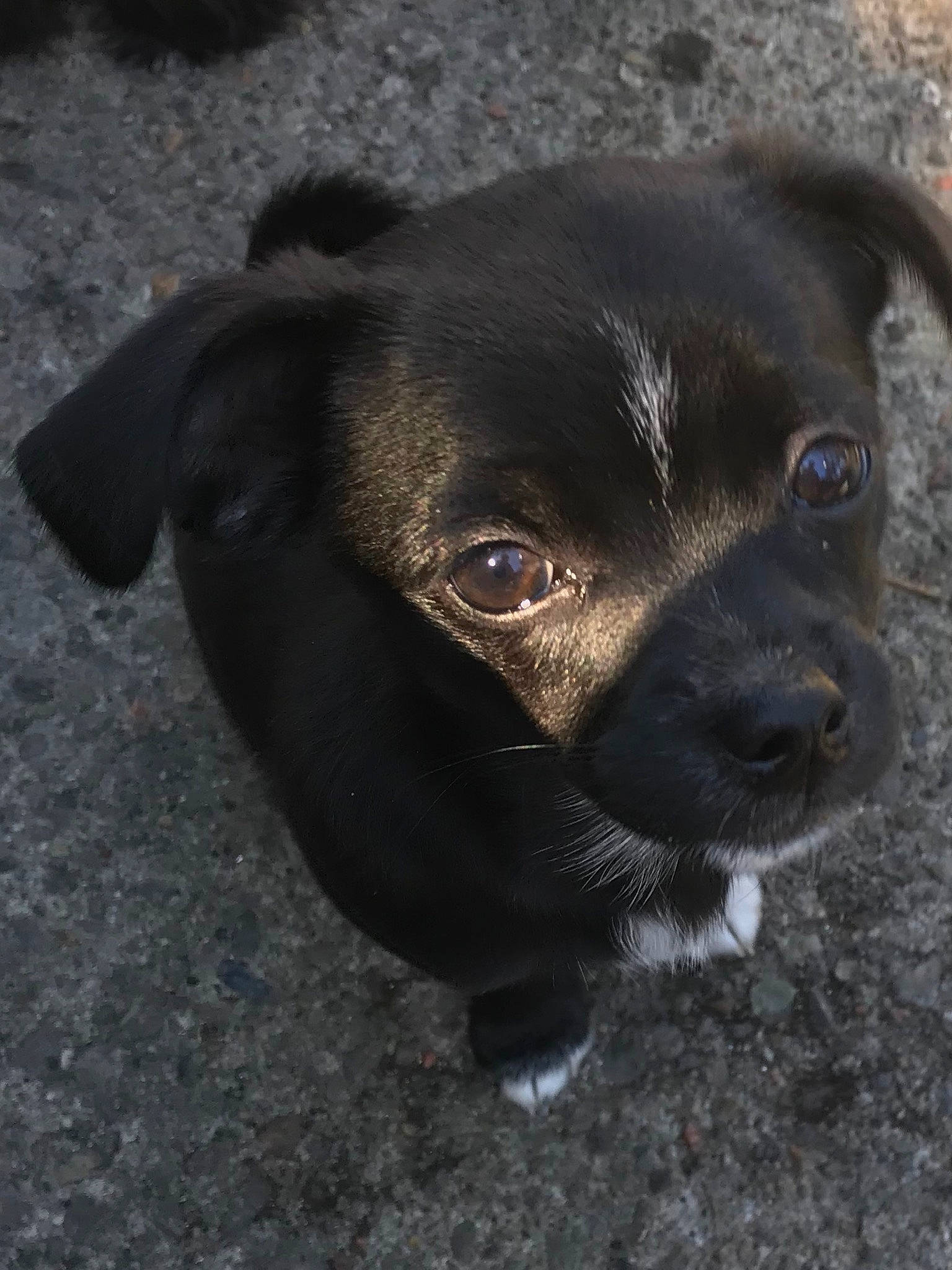 Olly Aka Sweet Pea is registered to the contest to win money with this photo: borador, canidae, carnivore, collar, companion_dog, dog, dog_breed, dog_collar, fawn, fur, liver, non_sporting_group, puppy, snout, sporting_group, terrestrial_animal, toy_dog, whiskers, working_animal