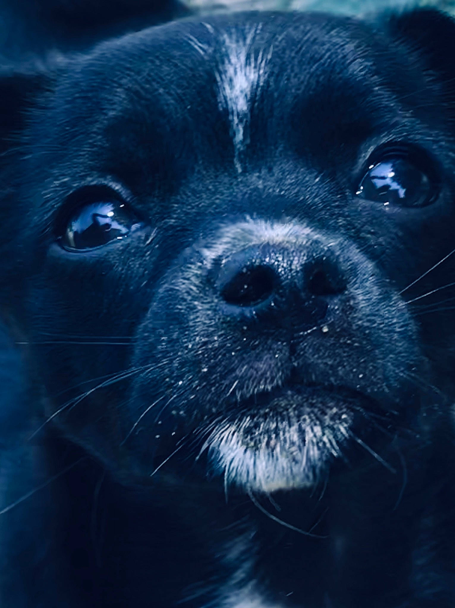 Olly Aka Sweet Pea is registered to the contest to win money with this photo: canidae, carnivore, close_up, companion_dog, darkness, dog, dog_breed, electric_blue, eye, flash_photography, fur, macro_photography, marine_mammal, monochrome_photography, snout, sporting_group, terrestrial_animal, whiskers, wildlife, working_animal