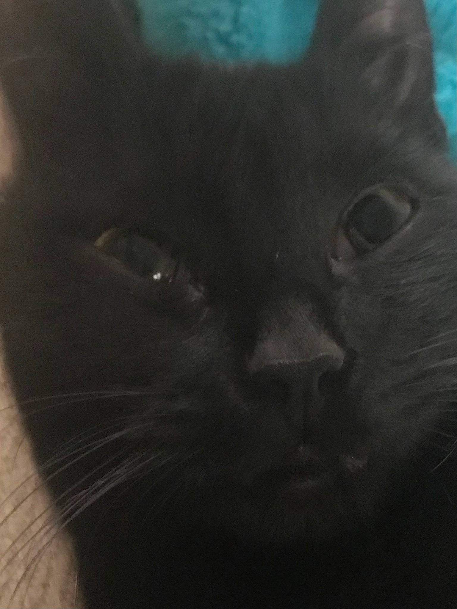 Lil Lily joined the competition — help win amazing prizes! black_cat, carnivore, cat, darkness, domestic_short_haired_cat, electric_blue, felidae, fur, grey, monochrome_photography, small_to_medium_sized_cats, snout, terrestrial_animal, whiskers