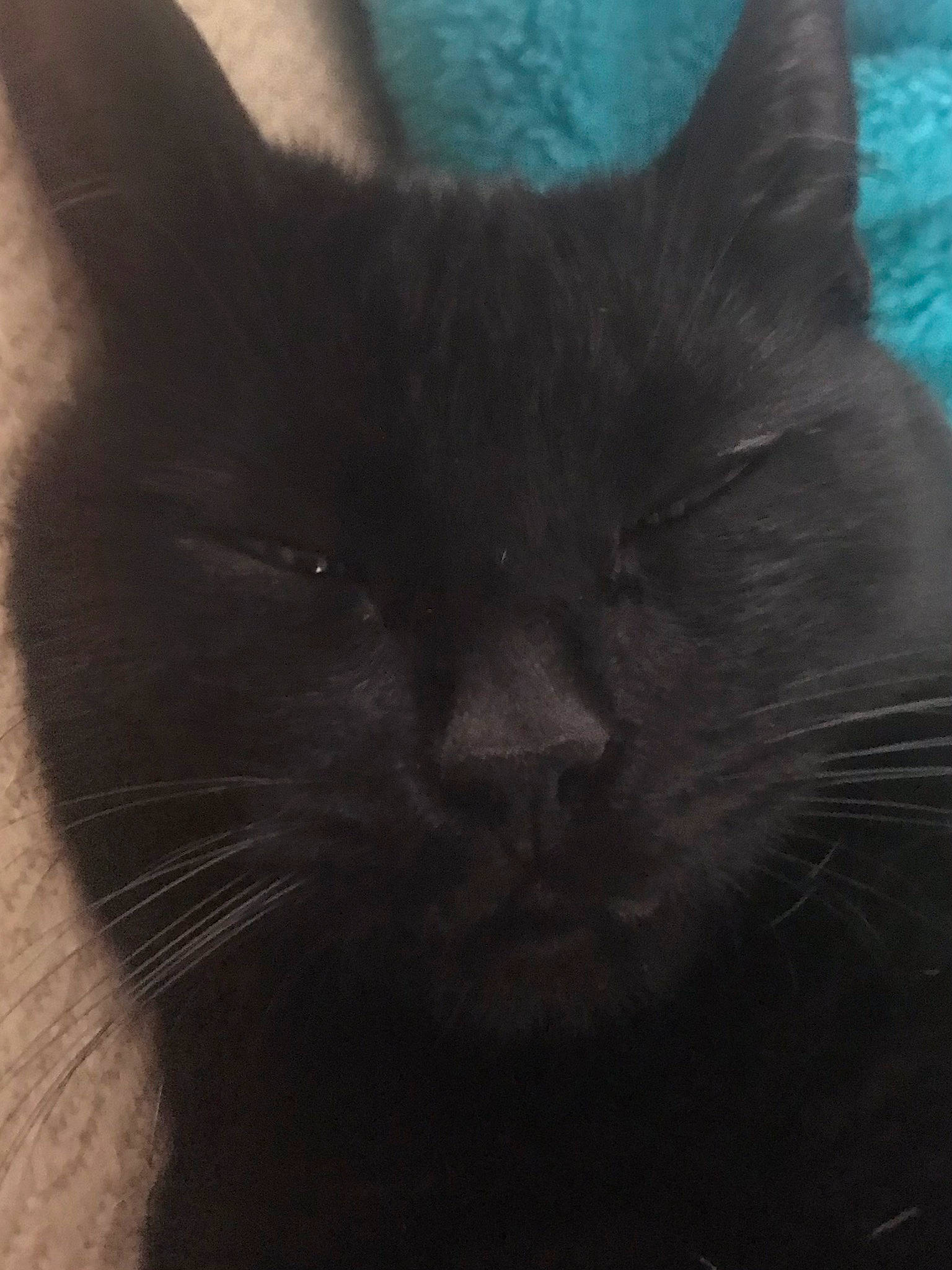 Lil Lily joined the competition — help win amazing prizes! black_cat, carnivore, cat, cloud, comfort, darkness, domestic_short_haired_cat, electric_blue, felidae, fur, grey, iris, paw, sky, small_to_medium_sized_cats, snout, tail, terrestrial_animal, whiskers, window