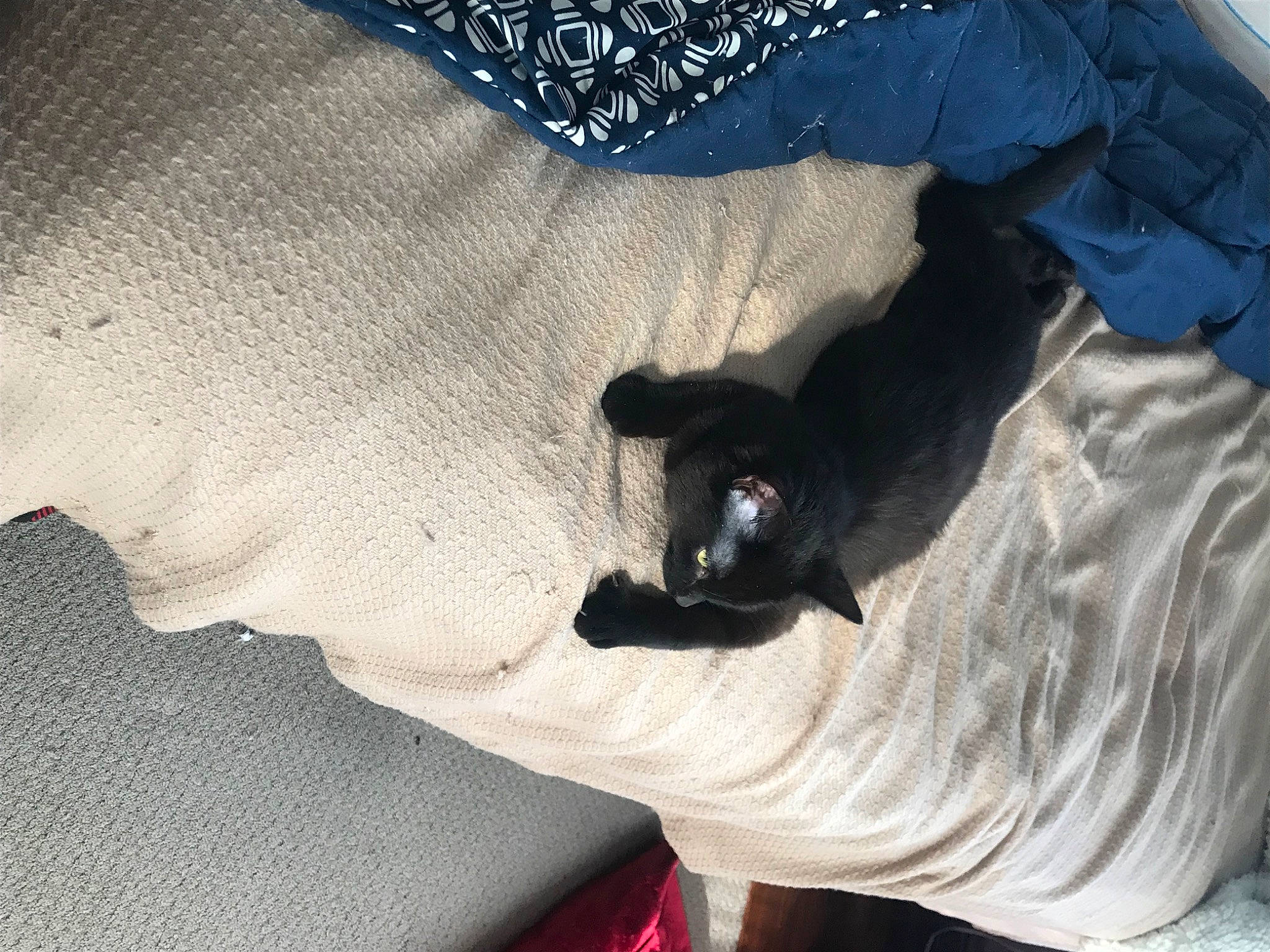 Lil Lily joined the competition — help win amazing prizes! black_cat, bombay, carnivore, cat, comfort, companion_dog, dog_breed, felidae, finger, fur, grey, human_leg, leg, linens, small_to_medium_sized_cats, snout, sporting_group, tail, tints_and_shades, whiskers