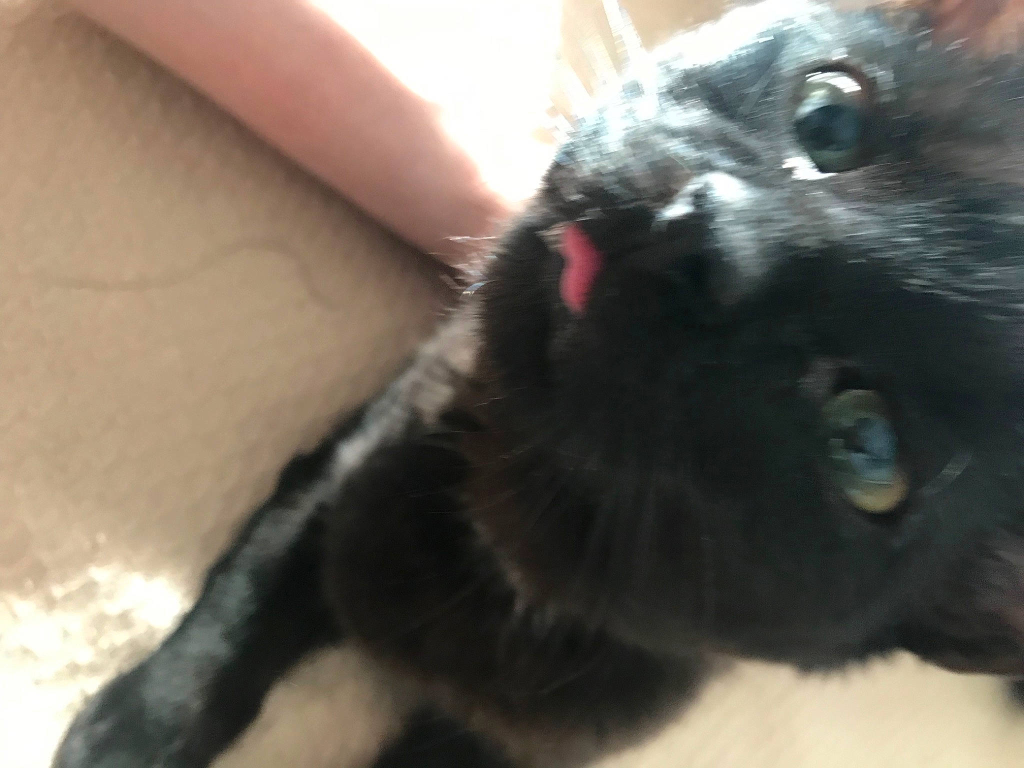 Lil Lily joined the competition — help win amazing prizes! black_cat, carnivore, cat, claw, dog_breed, domestic_short_haired_cat, ear, felidae, fur, liver, nail, paw, small_to_medium_sized_cats, snout, terrestrial_animal, whiskers