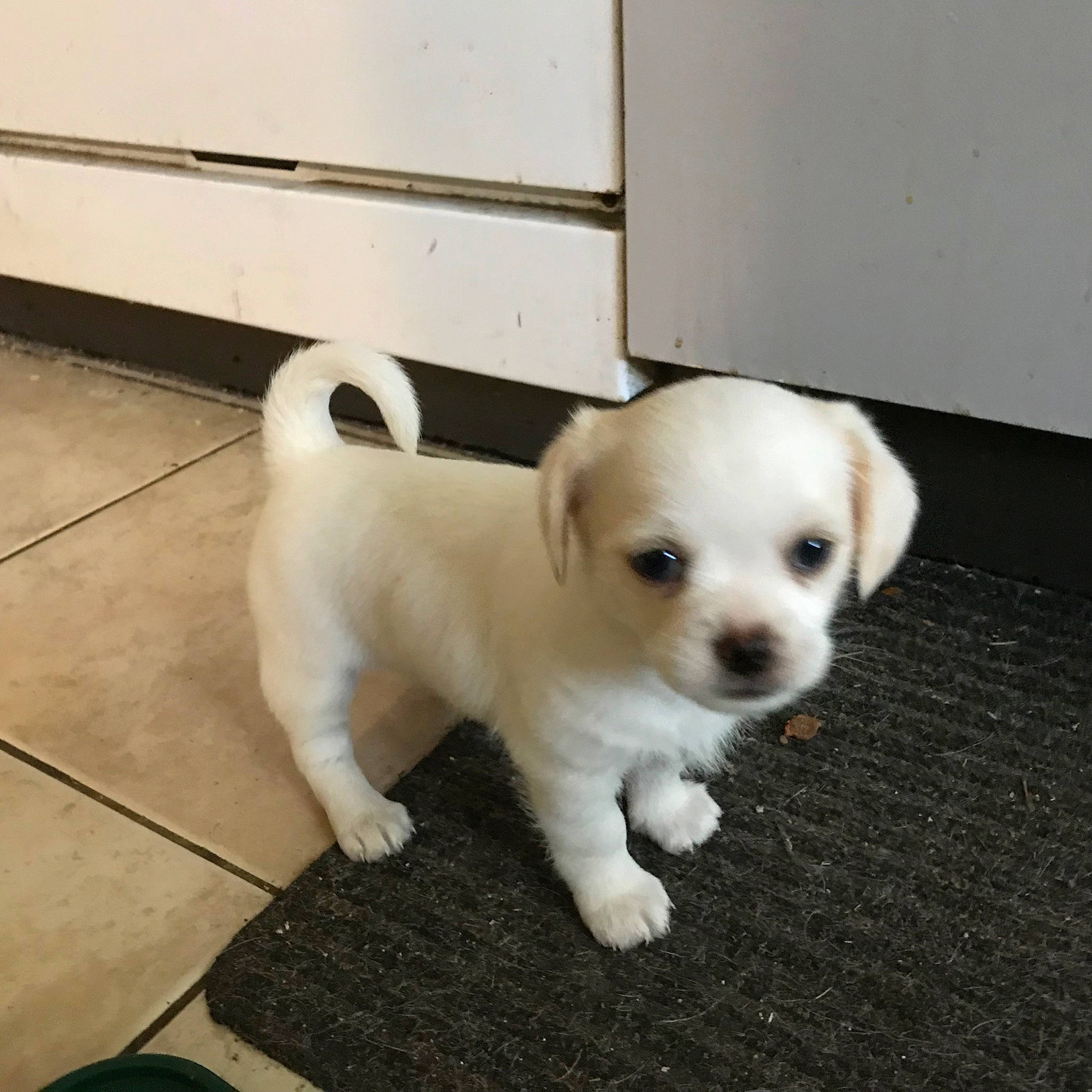 Frankie is registered to the contest to win money with this photo: canidae, carnivore, companion_dog, dog, dog_breed, dog_supply, fawn, flooring, non_sporting_group, pet_supply, puppy, snout, sporting_group, tail, toy_dog, working_animal