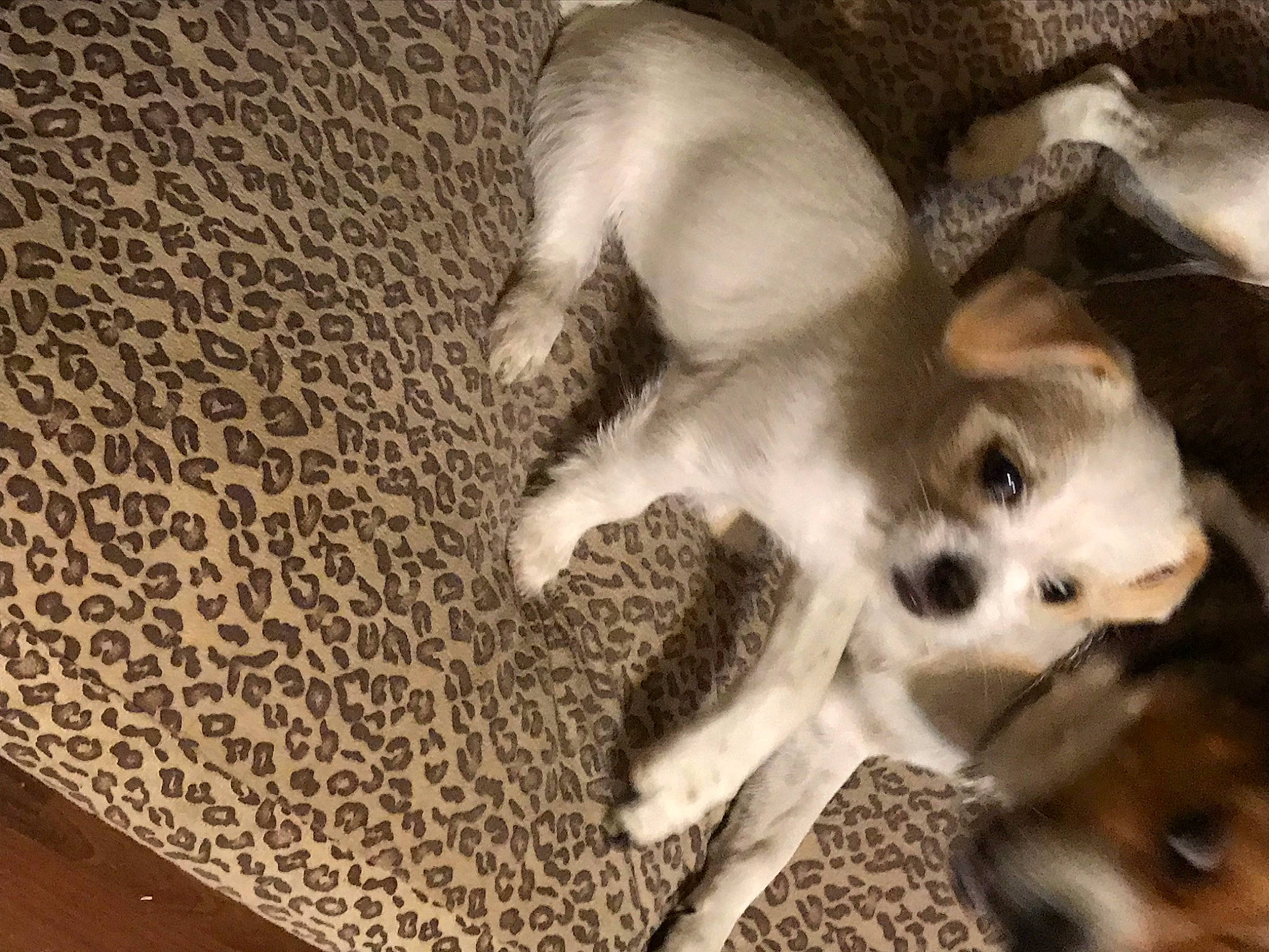 Frankie joined the competition — help win amazing prizes! canidae, carnivore, comfort, companion_dog, dog, dog_breed, fawn, felidae, flooring, fur, linens, paw, photo_caption, small_to_medium_sized_cats, snout, sporting_group, toy_dog, whiskers, wood, working_animal