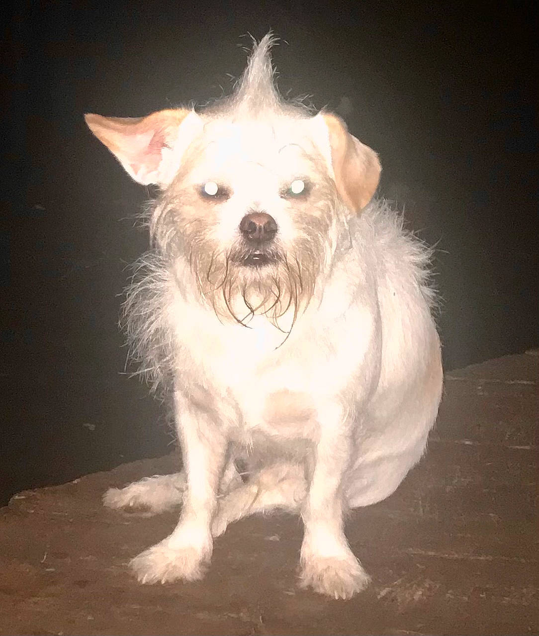 Frankie is registered to the contest to win money with this photo: canidae, carnivore, companion_dog, dog, dog_breed, dog_clothes, dog_supply, fang, fawn, fur, non_sporting_group, puppy, small_terrier, snout, sporting_group, terrestrial_animal, terrier, toy_dog, whiskers, working_animal