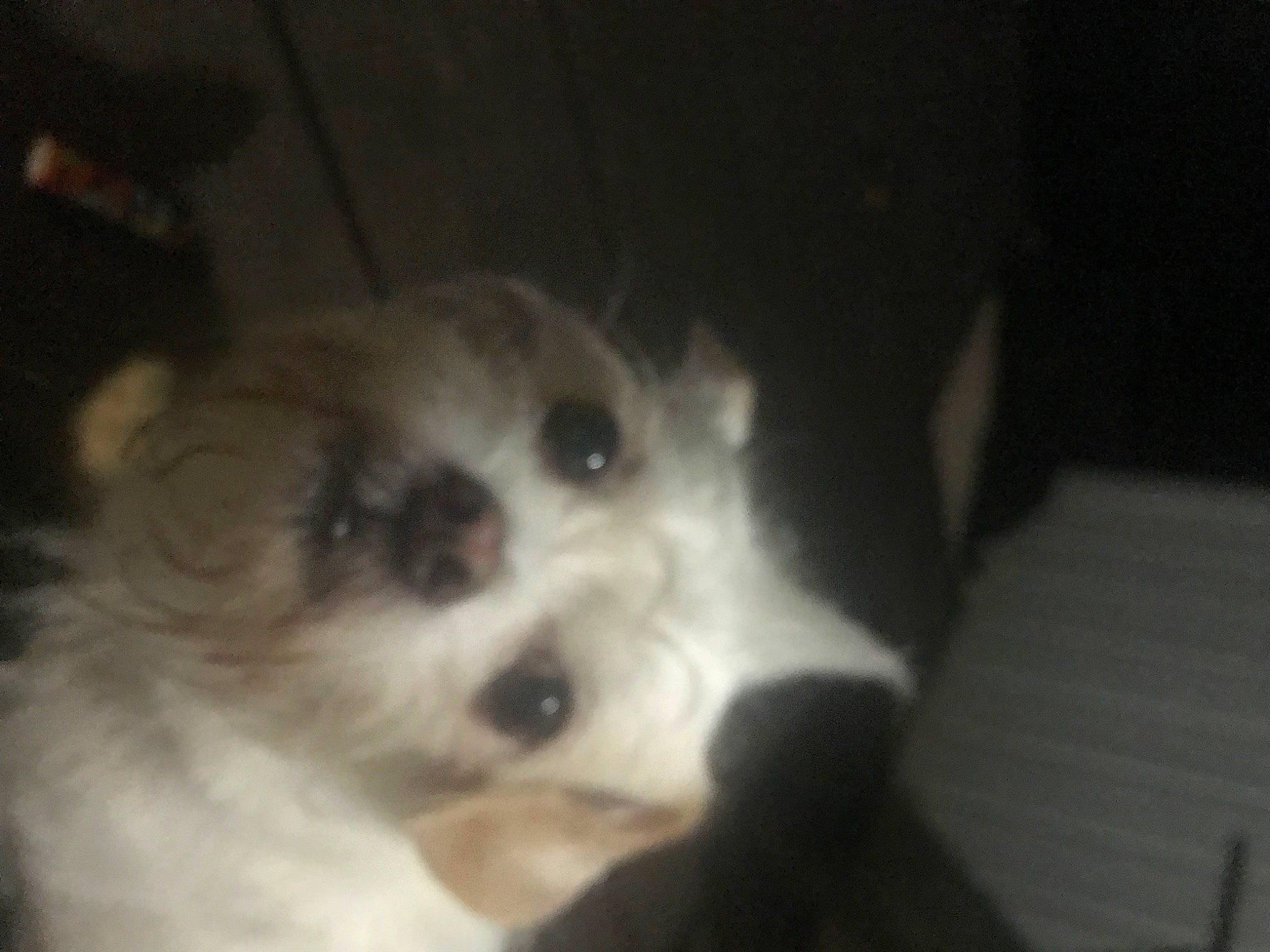 Frankie joined the competition — help win amazing prizes! canidae, carnivore, cat, companion_dog, darkness, dog_breed, domestic_short_haired_cat, fawn, felidae, fur, non_sporting_group, paw, small_to_medium_sized_cats, snout, sporting_group, terrestrial_animal, toy_dog, whiskers, wood