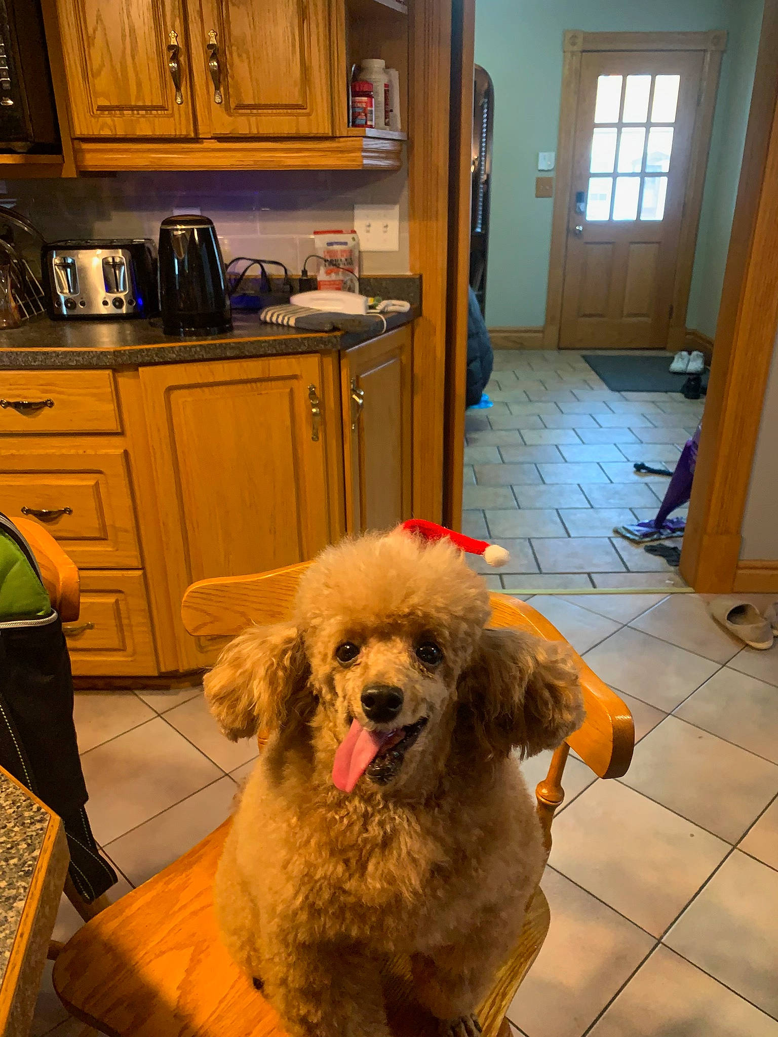 Teddy joined the competition — help win amazing prizes! cabinetry, carnivore, chair, companion_dog, dog, dog_breed, door, drawer, fawn, floor, flooring, hardwood, home_appliance, kitchen_appliance, refrigerator, snout, window, wood, working_animal, yellow
