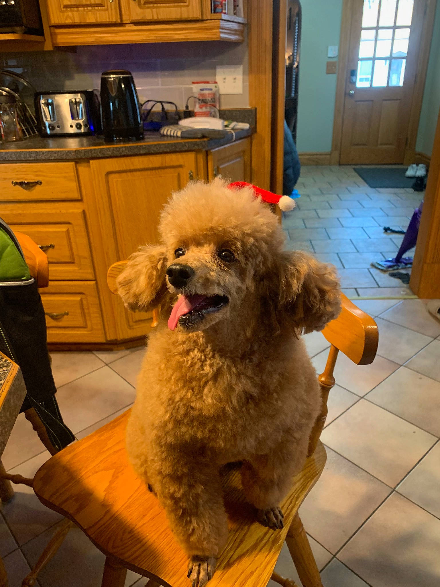 Teddy joined the competition — help win amazing prizes! cabinetry, carnivore, chair, companion_dog, dog, dog_breed, door, floor, flooring, glasses, goggles, poodle, snout, sunglasses, toy_dog, water_dog, window, wood, working_animal, yellow