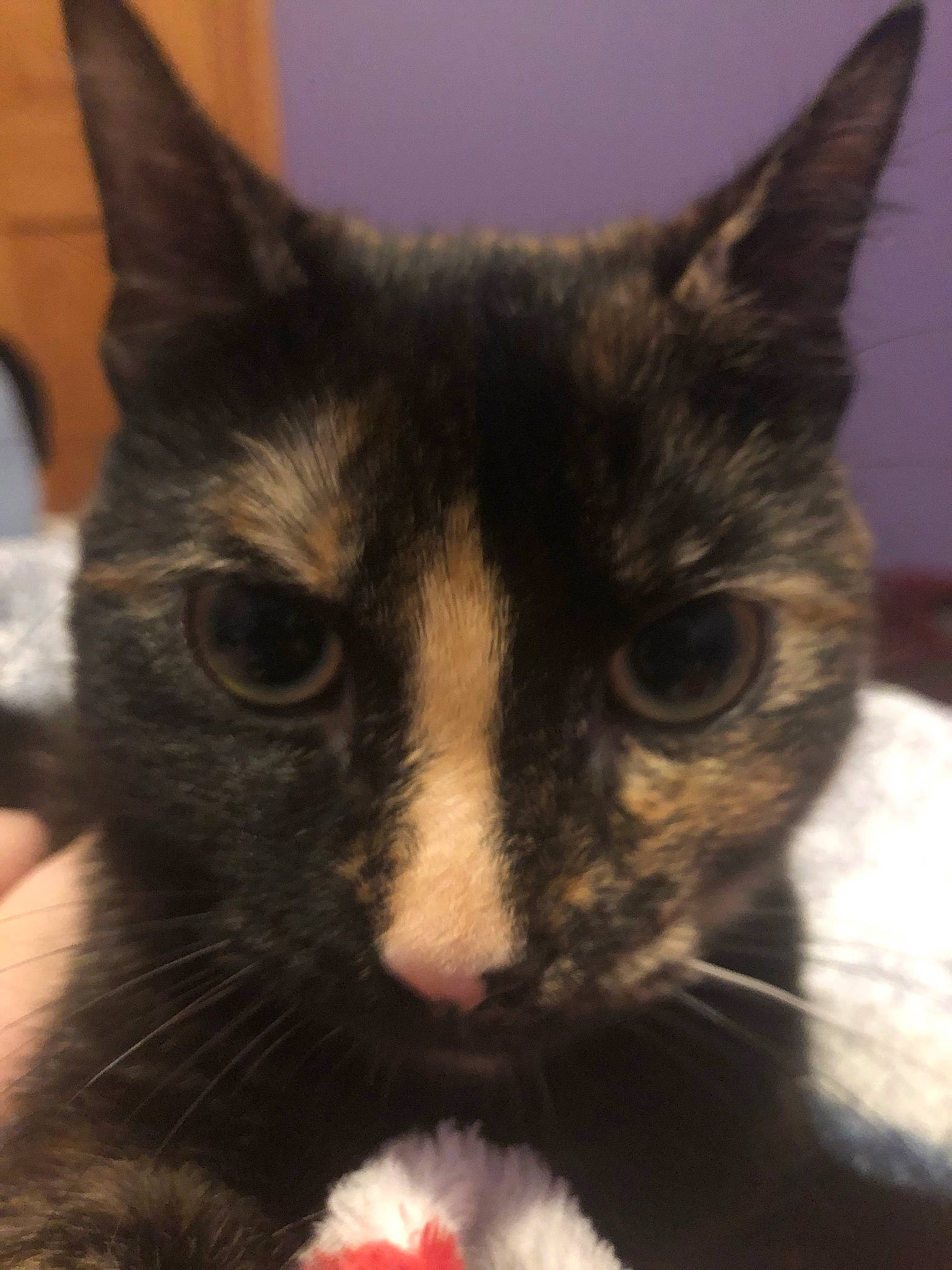 Phoebe is registered to the contest to win money with this photo: art, black_cat, carmine, carnivore, cat, claw, close_up, domestic_short_haired_cat, ear, felidae, fur, paw, small_to_medium_sized_cats, whiskers, window