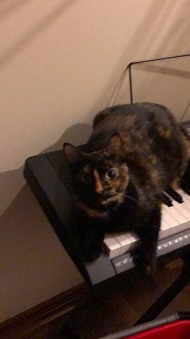 Phoebe is registered to the contest to win money with this photo: carnivore, cat, claw, comfort, domestic_short_haired_cat, electronic_musical_instrument, felidae, fur, musical_instrument, musical_keyboard, piano, room, small_to_medium_sized_cats, snout, tail, terrestrial_animal, whiskers