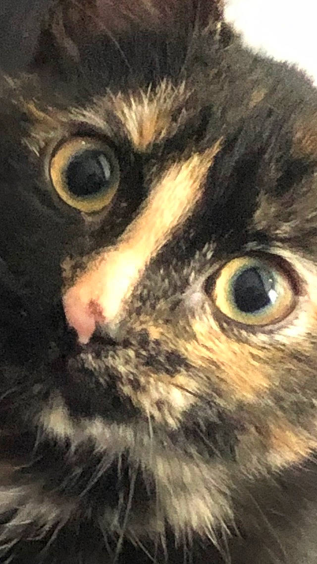 Phoebe is registered to the contest to win money with this photo: carnivore, cat, close_up, domestic_short_haired_cat, felidae, fur, macro_photography, small_to_medium_sized_cats, snout, terrestrial_animal, tree, whiskers, wildlife