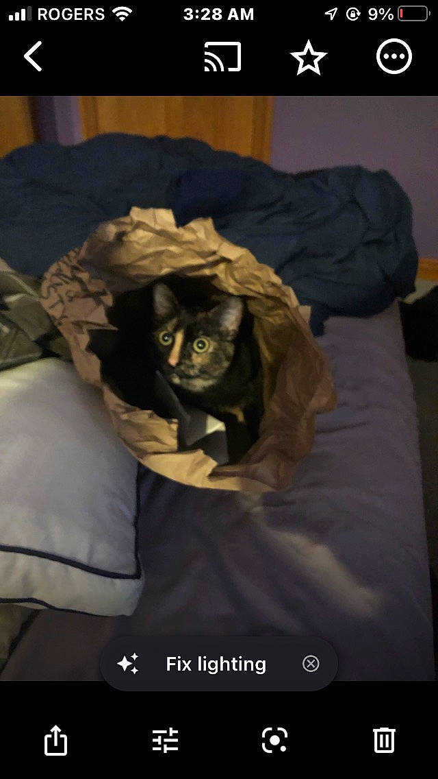 Phoebe is registered to the contest to win money with this photo: beard, bedding, canidae, comfort, companion_dog, darkness, dog_breed, facial_hair, felidae, fictional_character, font, fur, grey, linens, photo_caption, room, screenshot, sleeve, toy_dog, wrinkle