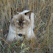 Scotty participe au concours pour gagner de l'argent avec cette photo : cat, animal, blue_eyes, grass, wild, outdoor, nature, camouflage, feline, fur, muzzle, ears, whiskers, closeup, eyes, brown, white, quiet, still, curious