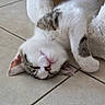 Eliott a rejoint le concours — aidez-le/la à gagner de superbes lots ! kitten, cat, sleeping, upside_down, fur, whiskers, pink_nose, tile_floor, paw, close_up, cute, domestic_cat, resting, pet, indoor, soft_blanket, white_fur, gray_fur, young_cat, animal