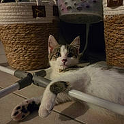 Eliott participe au concours pour gagner de l'argent avec cette photo : cat, indoor, floor, paw, basket, laundry_basket, curious, relaxed, white, gray, brown, fur, pet, animal, tile_floor, domestic, wide_eyes, looking, resting, metal_bar