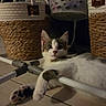 cat, indoor, floor, paw, basket, laundry_basket, curious, relaxed, white, gray, brown, fur, pet, animal, tile_floor, domestic, wide_eyes, looking, resting, metal_bar
