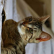 Rory participe au concours pour gagner de l'argent avec cette photo : cat, tabby, curious, peeking, curtain, indoor, pet, feline, whiskers, ears, green_eyes, closeup, soft_light, fur, animal, domestic, looking, portrait, cute, relaxed