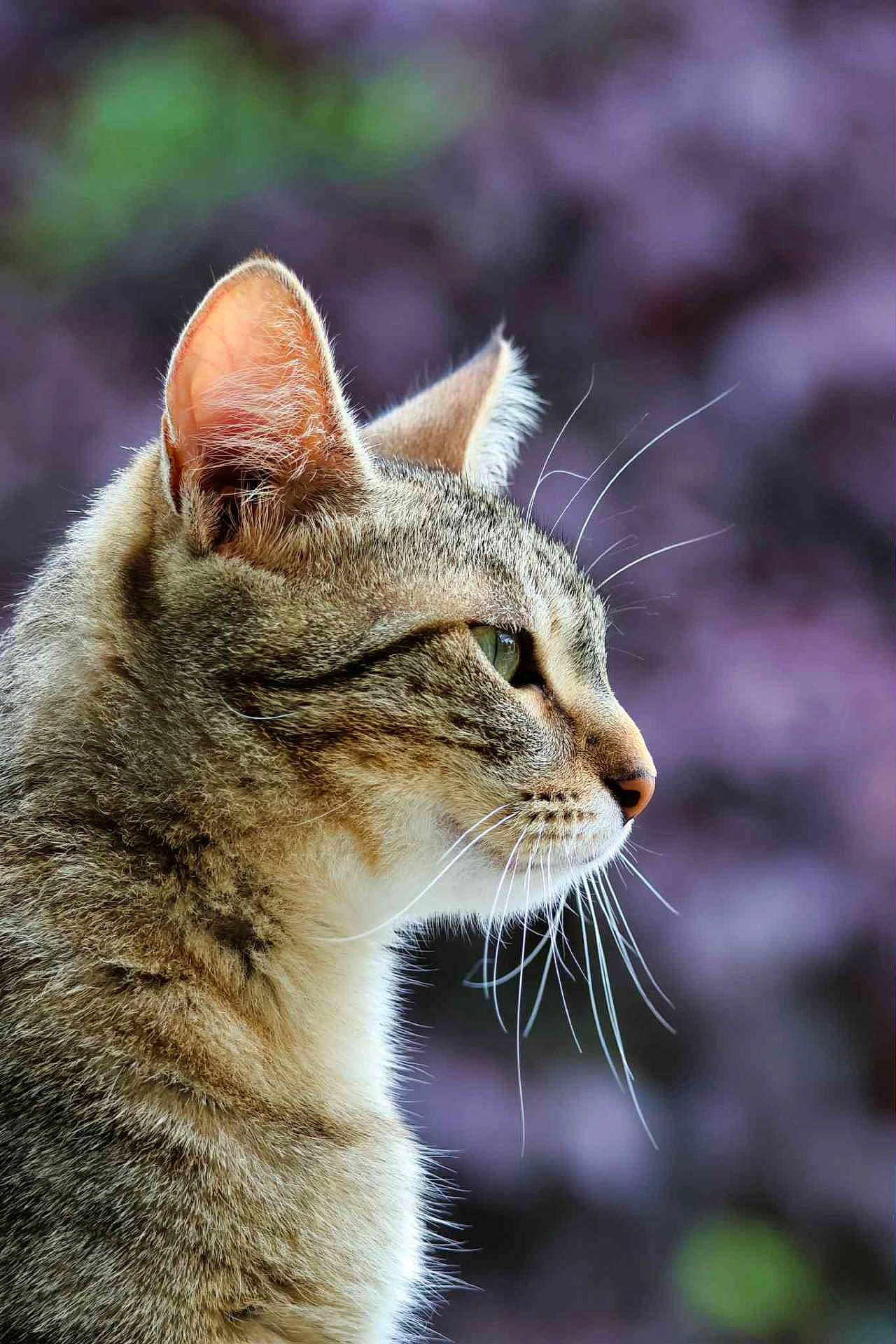 Rory participe au concours pour gagner de l'argent avec cette photo : cat, animal, close_up, profile, whiskers, ears, fur, outdoor, nature, pet, mammal, portrait, side_view, focused, curious, soft_background, green, purple, domestic_cat, feline