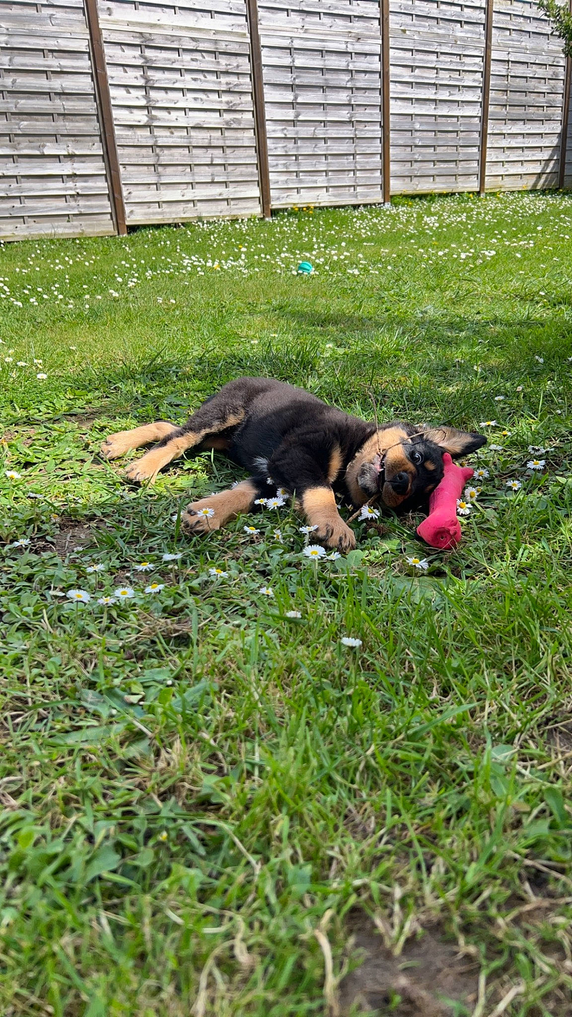 Vana a rejoint le concours — aidez-le/la à gagner de superbes lots ! canidae, carnivore, companion_dog, dog, dog_breed, fence, grass, grassland, groundcover, guard_dog, landscape, lawn, mesh, pasture, plant, sporting_group, terrestrial_animal, wire_fencing, working_animal, yard