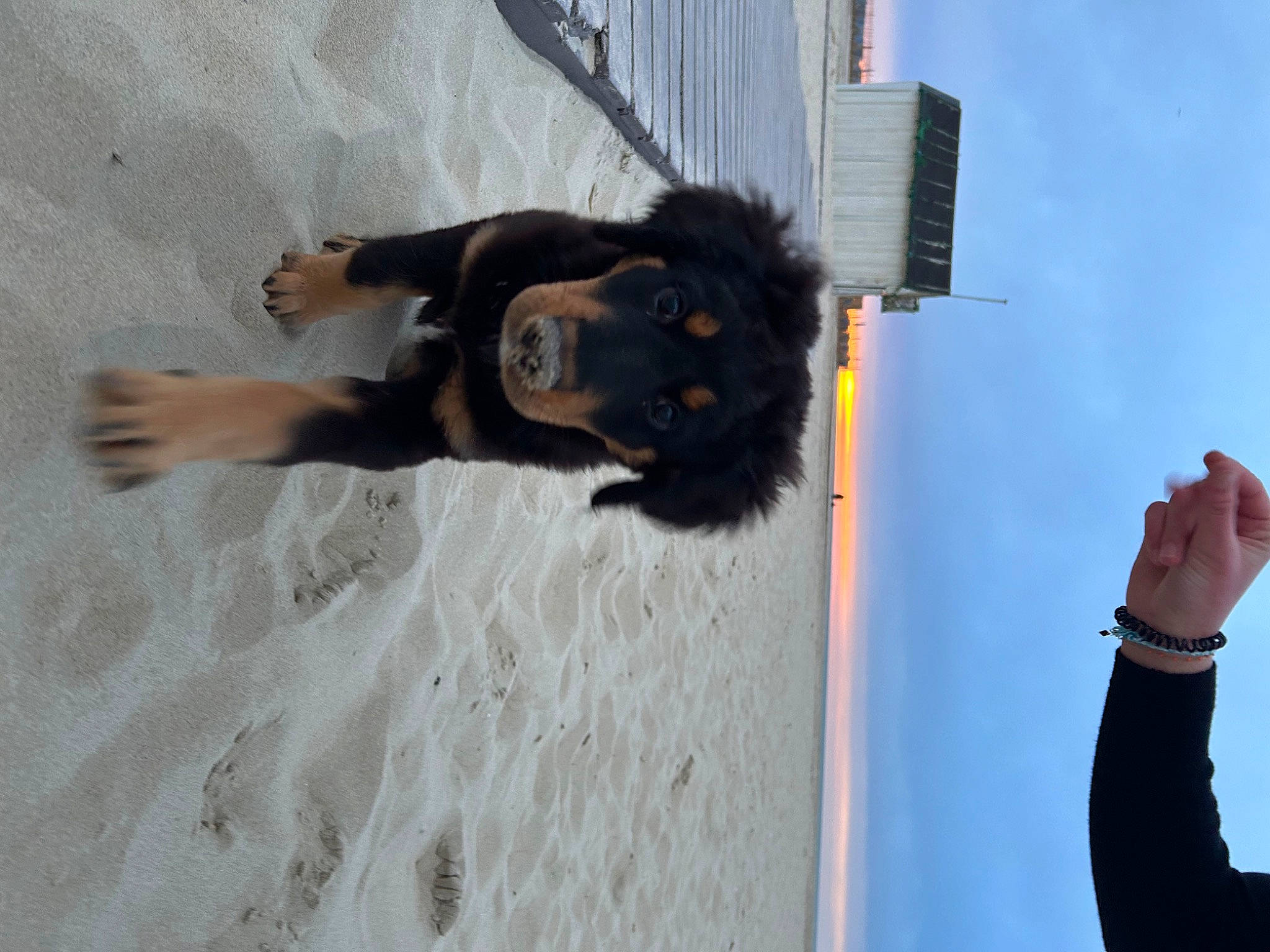 Vana a rejoint le concours — aidez-le/la à gagner de superbes lots ! beach, canidae, carnivore, cloud, companion_dog, dog, dog_breed, fun, fur, gesture, guard_dog, paw, shadow, sky, snout, sporting_group, travel, working_animal, working_dog