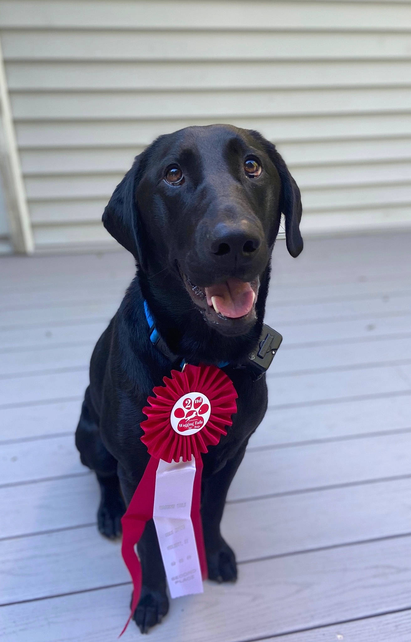 Ajax joined the competition — help win amazing prizes! canidae, carnivore, collar, companion_dog, dog, dog_breed, dog_collar, dog_supply, electric_blue, fur, guard_dog, gun_dog, leash, personal_protective_equipment, pet_supply, pointing_breed, retriever, snout, sporting_group, working_animal