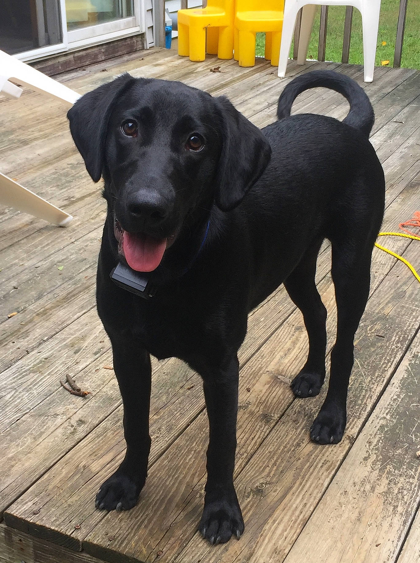 Ajax is registered to the contest to win money with this photo: borador, canidae, carnivore, chair, collar, companion_dog, dog, dog_breed, dog_collar, flooring, gun_dog, liver, pet_supply, retriever, snout, sporting_group, tail, wood, working_animal, working_dog