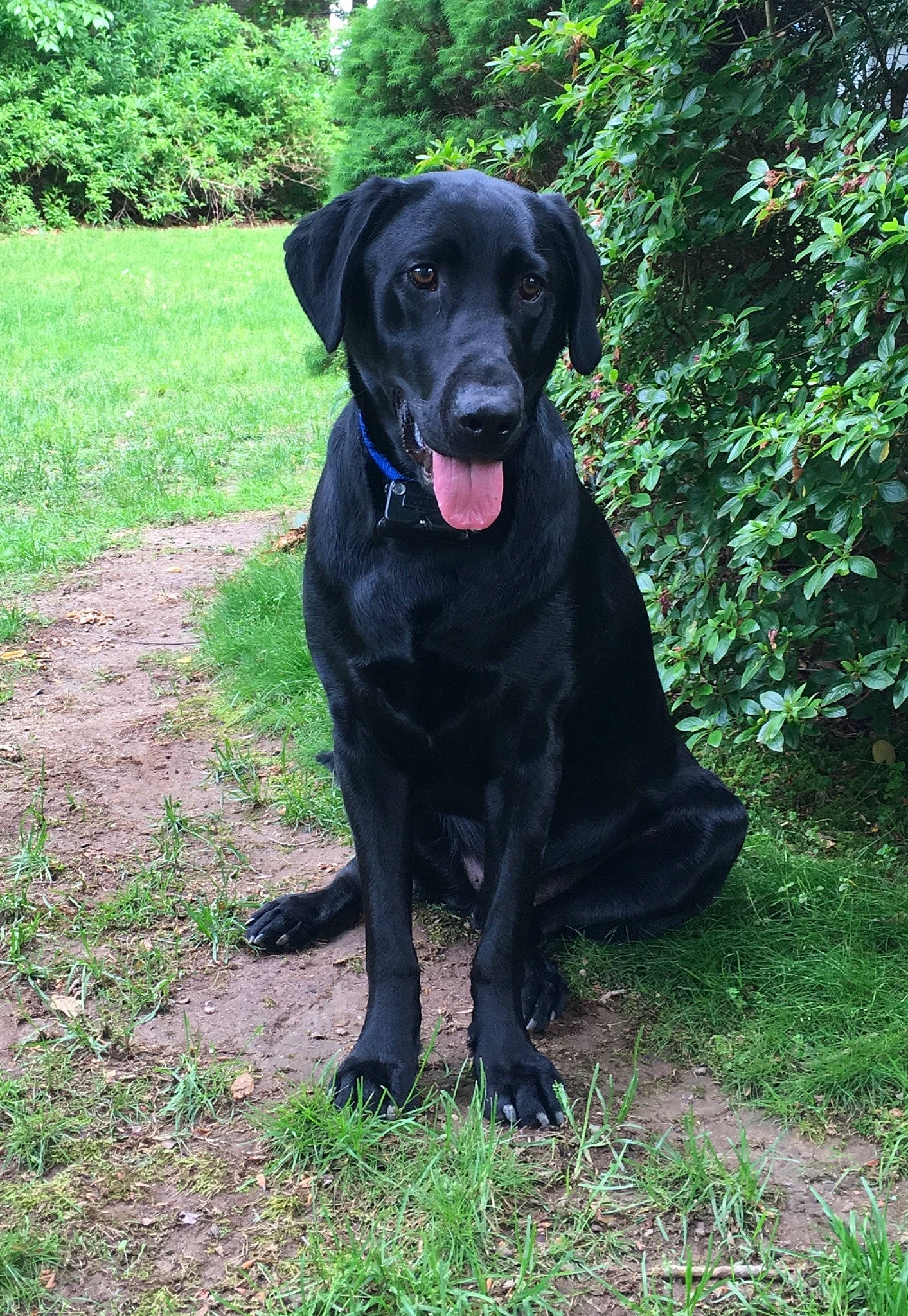 Ajax joined the competition — help win amazing prizes! borador, canidae, carnivore, collar, companion_dog, dog, dog_breed, dog_collar, fawn, fur, grass, gun_dog, liver, pet_supply, plant, snout, sporting_group, tree, whiskers, working_animal