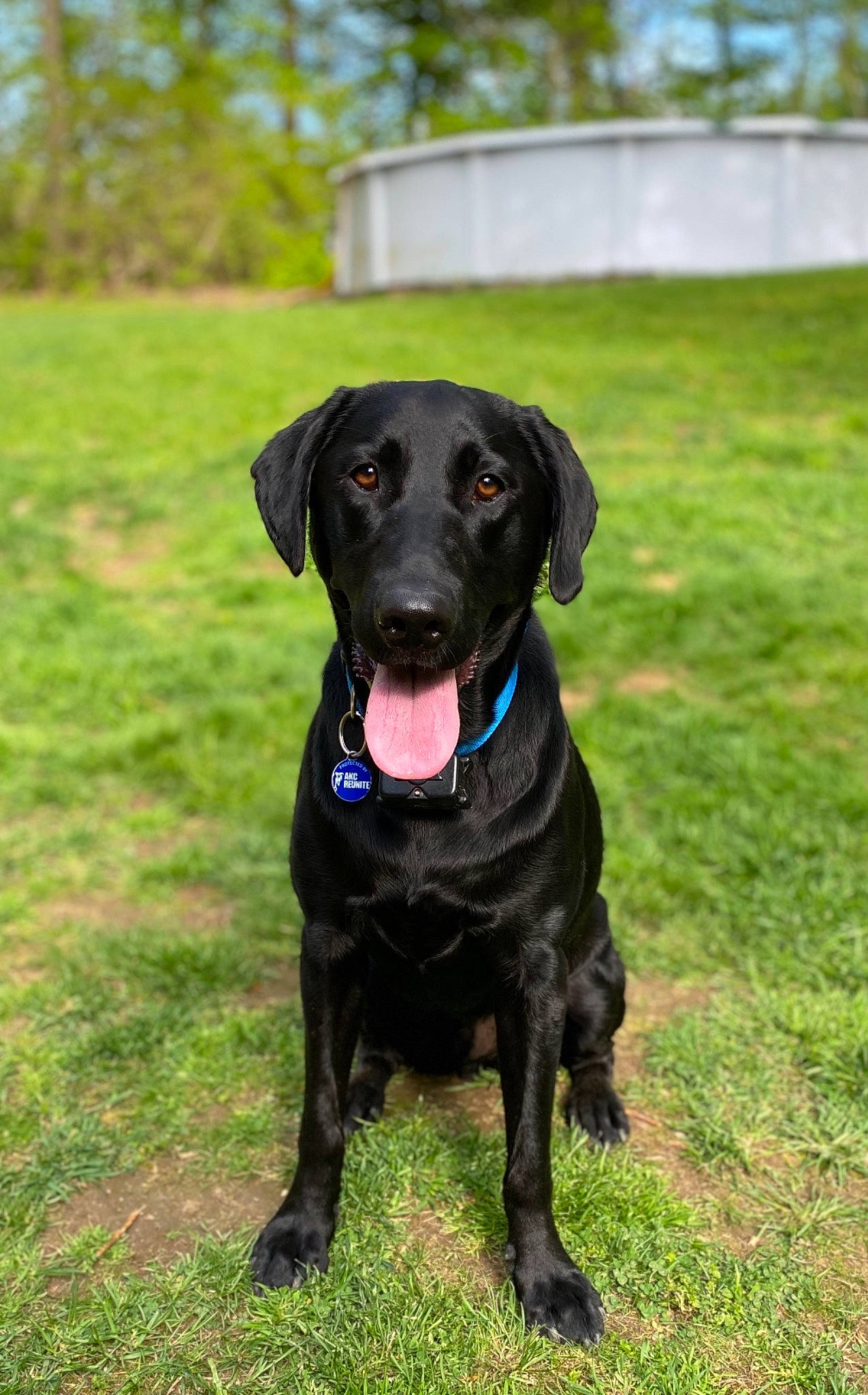 Ajax joined the competition — help win amazing prizes! borador, canidae, carnivore, collar, companion_dog, dog, dog_breed, dog_collar, event, grass, guard_dog, gun_dog, liver, personal_protective_equipment, plant, pointing_breed, snout, sporting_group, tree, working_animal