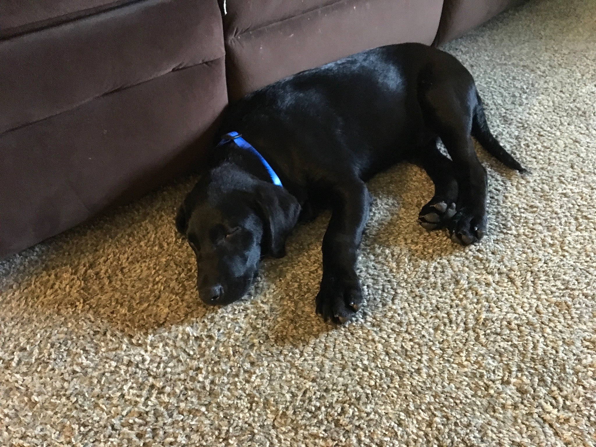 Ajax is registered to the contest to win money with this photo: borador, canidae, carnivore, comfort, companion_dog, dog, dog_breed, fawn, flooring, fur, guard_dog, gun_dog, liver, road_surface, snout, soil, sporting_group, tail, terrestrial_animal, working_animal