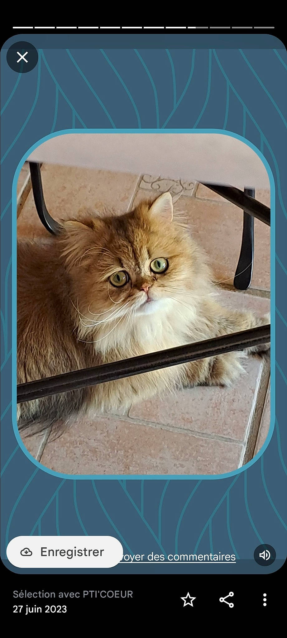 Pti'Coeur a rejoint le concours — aidez-le/la à gagner de superbes lots ! art, box, carnivore, cat, fawn, felidae, fur, illustration, paint, painting, persian, photo_caption, rectangle, small_to_medium_sized_cats, snout, terrestrial_animal, visual_arts, whiskers, window, wood